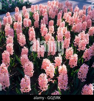 Hyacinthus orientalis - `Gypsy Queen' AGM   BUL101142 Stock Photo